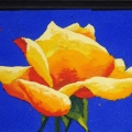 400-Rosa-solare-22x14