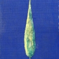 600-Albero-su-tela-da-sdraio-50x21